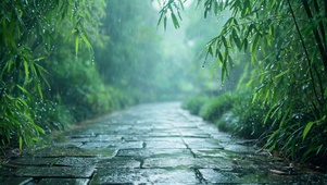 雨天竹林清幽治愈风景