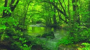 4K绿林流水