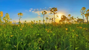 家乡美景