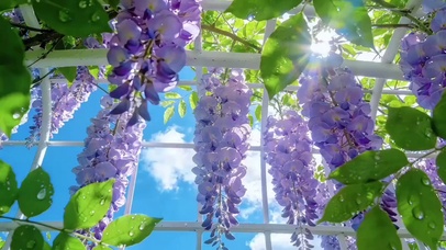 风花恋~