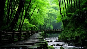 雨中绿林流水