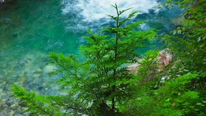 护眼绿树溪水