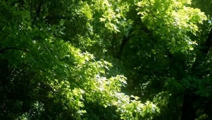 护眼绿叶带鱼屏