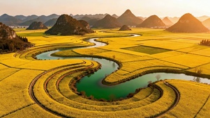 金色田园晨景