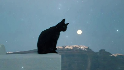 月下黑猫