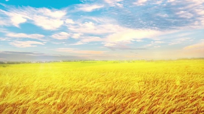 蓝天白云金色麦浪