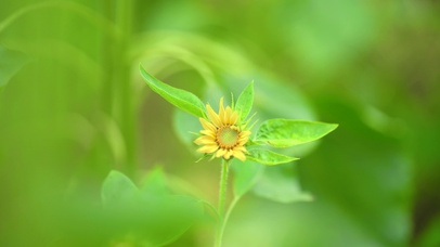 4K唯美夏日向日葵自然风景