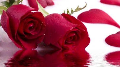 唯美红玫瑰壁纸