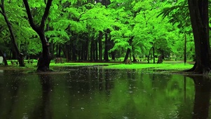 公园雨天绿林