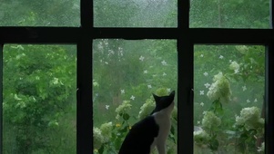 雨天猫咪
