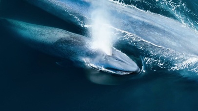 4k大型蓝鲸鱼喷水