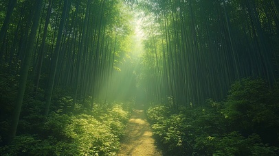 清新绿色阳光竹林小径