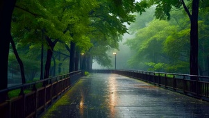 雨天绿林公园