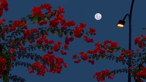 治愈系小红花