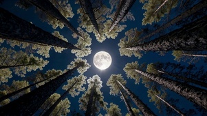 仰观松林满月夜景