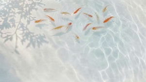 清新金鱼鱼群