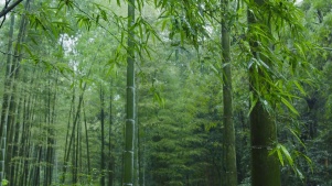 雨竹葉翠竹竹林雨中竹林綠竹竹細雨4k