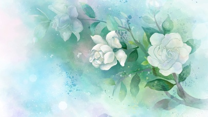 唯美白色茉莉花