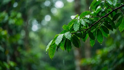 雨中绿叶