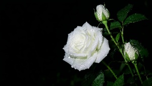 雨后黑夜绽放白玫瑰