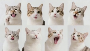 可爱的猫咪