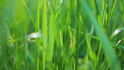 4K 高清 阳光下的青草丛