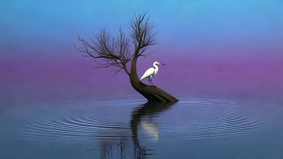 鹭守一江秋