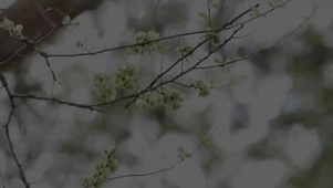 小熊猫