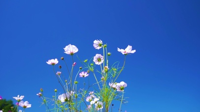 蓝天下的花朵