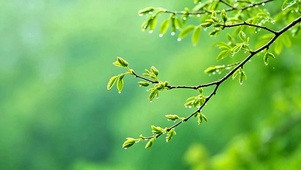 清新护眼小雨4K