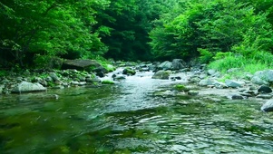 护眼树林山涧