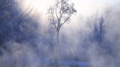 唯美阳光雾气树林雾凇