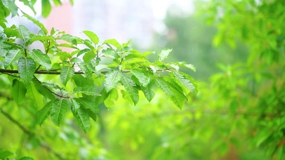 雨中翠绿的植物