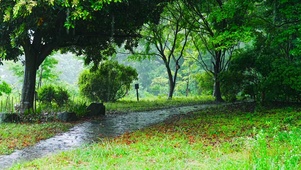 夏日清凉雨天树林小路