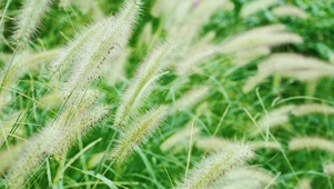 狗尾巴草