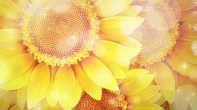 夏天向日葵花朵