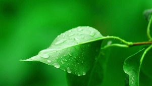 唯美雨天的树叶
