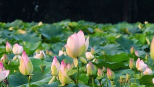 蜻蜓荷叶