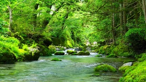 护眼绿林山涧