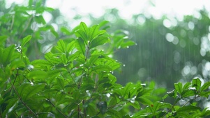 雨中的植物