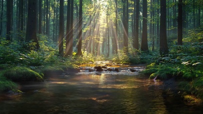 4k森林阳光溪流鸟鸣