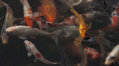 2021听说下载这壁纸会暴富