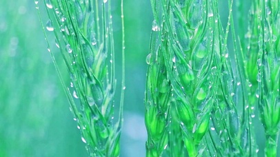 治愈雨中麦穗4K