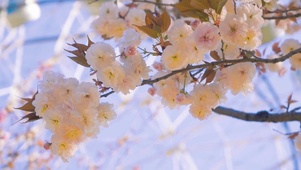 唯美春季白花