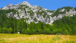 高山绿草