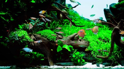 护眼绿草水族馆