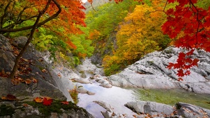 深秋山涧红叶流水