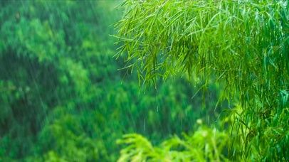 治愈护眼雨中绿叶