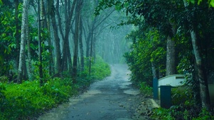 雨天树林小路