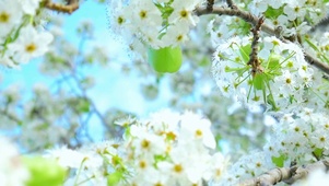 白色浪漫樱花 4K